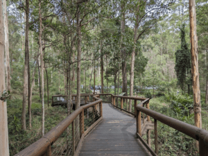 Daisy Hill Koala Centre