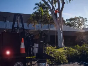Tree services Logan Tree services Logan