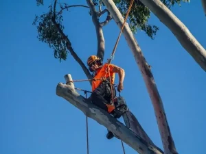 Tree trimming service Logan Tree trimming service Logan